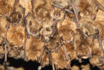 Letní kolonie samic  netopýra brvitého (Myotis emarginatus). Samice rodí každý rok pouze jediné mládě, o které se pak starají v rámci mateřských  kolonií. Rybniční zámeček, Lednice, jižní Morava. Foto J. Zukal 