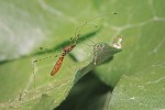 Štíhlenka pavoukomilná  (Metacanthus annulosus) nalezená v Brně – plně vybarvený jedinec. Foto J. Procházka