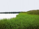Porost kamyšníku vrcholičnatého (B. yagara) se vyvinul před zónou rákosu obecného (Phragmites australis) na pobřeží  poloostrova Lůsy v jihočeském rybníku Velký Tisý po snížení hladiny vody. Foto S. Píšová