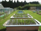 Sbírka kamyšníků v experimentální zahradě Botanického ústavu Akademie věd ČR, v. v. i., v Průhonicích. Foto S. Píšová