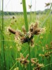 Květenství kamyšníku polního  (Bolboschoenus planiculmis) je typické přisedlými klásky a dvoubliznými květy. Foto S. Píšová