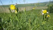Přestože jsou subkontinentální široko­listé suchomilné trávníky druhově pestré, představují spíše funkčně a fylogeneticky homogenní vegetační typy. Jsou náchylné k invazi nepůvodních druhů, zejména archeofytů, které sem pronikají zpravidla z okolních polí. Na snímku u nás původní kosatec různobarvý (Iris variegata)  na lokalitě Hovoranské louky  na Hodonínsku. Foto Z. Lososová