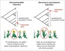 Schematické srovnání dvou hlavních hypotéz vysvětlujících úspěšnost nepůvodního druhu ve společenstvu původních druhů – environmentálního filtrování a Darwinovy naturalizační hypotézy.  Blíže v textu. Orig. R. Bošková,  upraveno podle: W. Thuiller a kol. (2010) 