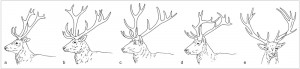 Srovnání vzrůstu paroží poddruhů jelena evropského (Cervus elaphus): a – jelen mesolský (C. e. italicus), b – j. západní (C. e. hippe­laphus), c – j. kavkazský (C. e. maral),  d – j. iberský (C. e. hispanicus), e – j. karpatský (C. e. montanus). Orig. R. Bošková, upraveno podle: V. Geist (1998), J. Komárek (1945) a F. E. Zachos a kol. (2014)