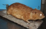 Mechanické poškození preparátu ondatry pižmové (Ondatra zibethicus) – vypadnuté oko a poškozený ocas. Foto z archivu autorů