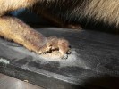 Poškození preparátu lišky obecné (Vulpes vulpes) působením hmyzích škůdců. Foto z archivu autorů