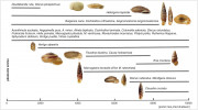 Výskyt lesních druhů malakofauny v průběhu holocénu na území Českého ráje. Horizontální osa představuje  časovou řadu v letech před současností  (počty roků před dneškem po dendrochronologické kalibraci radiouhlíkových dat; 8200 a 4200 jsou hranice mezi  starým, resp. středním holocénem).  Česká jména druhů uvedena v textu. V grafu byly použity fotografie z atlasu Měkkýši České a Slovenské republiky (Horsák, Juřičková a Picka 2013)