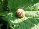 Keřovka plavá (Fruticicola fruticum) – jedna z prvních obyvatelek pozvolně zarůstající krajiny starého holocénu. Dnes ji často najdeme na příbřežní vegetaci nebo v lužních lesích. Rezervace Nebočadský luh v Českém středohoří. Foto L. Juřičková