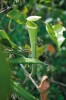 Láčkovka Nepenthes albomarginata vytváří pod obústím souvislý bílý pás  trichomů, který láká kořist – termity rodu Hospitalitermes. Národní park Bako, Sarawak, Borneo. Foto A. Pavlovič