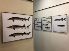 Radka Bošková: Ryby ve vědecké ilustraci. Výstava se Živou v Literární kavárně knihkupectví Academia, Praha, prosinec 2019