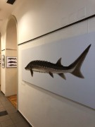 Radka Bošková: Ryby ve vědecké ilustraci. Výstava se Živou v Literární kavárně knihkupectví Academia, Praha, prosinec 2019