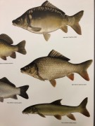 Radka Bošková: Ryby ve vědecké ilustraci. Výstava se Živou v Literární kavárně knihkupectví Academia, Praha, prosinec 2019