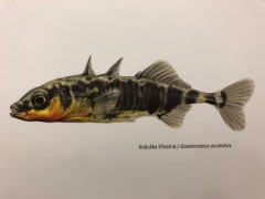 Radka Bošková: Ryby ve vědecké ilustraci. Výstava se Živou v Literární kavárně knihkupectví Academia, Praha, prosinec 2019