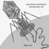 Virus – bakteriofág po nasednutí  na povrch bakterie Escherichia coli do ní injikuje svou DNA. Jde o jeden z mnoha bakteriálních virů, tento patří mezi  tzv. T sudé bakteriofágy, jejichž DNA  často nacházíme v sekvencích CRISPR. Podle různých zdrojů kreslila M. Chumchalová