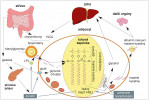 Schéma metabolických procesů v tu­kové buňce a jejich zapojení do celotělového metabolismu lipidů. HSL – lipáza senzitivní k hormonům (Hormone Sensitive Lipase), LPL – lipoproteinová lipáza, VLDL – lipoproteiny o velmi nízké  hustotě (Very Low Density Lipoproteins). Orig. R. Bošková, podle P. Zouhara