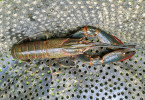  Rak červenoklepetý (Cherax quadricarinatus) je na indonéském ostrově Lombok invazním druhem. Foto J. Patoka