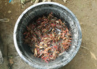 Čeřenem vylovení severoameričtí raci  červení (Procambarus clarkii) jsou na  této lokalitě na Jávě záměrně chováni v rybnících. Jsou přenašeči v Indonésii  nepůvodního patogenu hnilečku račího  (Aphanomyces astaci), který je původ cem račího moru. Foto J. Patoka