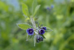 Ostrolist poléhavý (Asperugo procumbens) má původní areál ve Středo zemí. V České republice je nepůvodním druhem, zdomácnělým archeofytem, který byl prostřednictvím člověka na naše území neúmyslně zavlečen. V posledních letech se začal hojně šířit, např. v Praze se „náhle“ objeví téměř v každé nově zrekonstruované ulici. Foto K. Štajerová