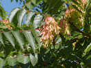 Pajasan žláznatý (Ailanthus altissima) pochází z Asie a byl úmyslně introdukován do ČR jako okrasná dřevina. Na našem území jde o jeden z nejproblematičtějších nepůvodních druhů, jehož likvidace je poměrně komplikovaná (blíže v textu). Je hodnocen jako invazní neofyt a zároveň je zařazen na seznam invazních nepůvodních druhů s významným dopadem na Unii. Šíří se převážně v městských aglomeracích, ale pomalu proniká i dále do krajiny. Limity jeho šíření jsou nyní předmětem bližšího studia. Foto K. Štajerová