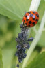 Slunéčko východní (Harmonia axyridis) může být občas i užitečné, a to ve chvíli, kdy se živí na mšicích. Foto D. Sládková, účastnice Biosmršti