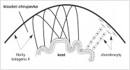 Část kloubní hlavice s kloubní  chrupavkou. Linie mezi kostí a chrupavkou je nerovná pro zvýšení pevnosti  spojení obou tkání. Chondrocyty jsou uspořádané radiálně, od kosti běží kolmo směrem k povrchu, zcela na povrchu se oplošťují a orientují horizontálně.  Kolagenní fibrily mají klenutý průběh a zcela na povrchu chrupavky jich část leží rovnoběžně s povrchem. Orig. M. Halašková, Ústav histologie a embryologie 3. lékařské fakulty UK