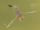 Znakoplavka (Notonecta sp.) nadechující se na vodní hladině. Nesmáčivé chlupy (šipka) na zadečku a hrudi slouží k vytvoření vzduchové bubliny. Foto I. Králíček