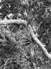 Tilandsie Tillandsia fasciculata – typický zástupce tropických epifytů,  který se často pěstuje jako pokojová  rostlina. Vodu i živiny získává ze srážek a vzdušné vlhkosti. Zde ve svém přirozeném biotopu na Portoriku. Foto J. Malíček