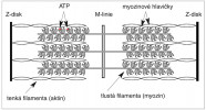Schéma sarkomery (délka 2,4 mm), jsou ohraničeny Z-disky, do kterých jsou ukotvena tenká filamenta. Ve středu jsou tlustá filamenta. Myoziny mají orientované hlavičky v obou směrech od středu  sarkomery a jsou spojeny uprostřed  v M-linii. Při kontrakci šplhají po aktinu a přitahují Z-linie k sobě, tím se sarkomera zkracuje až na 1 mm délky. Upraveno podle: T. Sorsa a kol. (2004). Orig. B. Elsnicová 