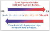 Typy svalových vláken a základní vztahy přeměny mezi rychlými  a pomalými typy (PS – pomalé svaly,  RS – rychlé svaly). Blíže v textu.  Upraveno podle: O. Přenosil (2008). Orig. B. Elsnicová 