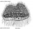 Schéma tělní stavby druhu Tricho­plax adhaereus, zástupce vločkovců  (Placozoa). Tělní dutinu vyplněnou  tekutinou kryje jednovrstevný epitel  z válcovitých buněk s nápadnými jádry, každá nese jednu brvu. Upraveno podle různých zdrojů. Orig. M. Chumchalová