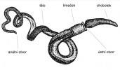 Blíže neurčený druh žaludovce  (Enteropneusta) rodu Balanoglossus – nejznámější skupiny polostrunatců (Hemichordata) žijící v mořském bentosu. Základní stavba červovitého těla. Upraveno podle různých zdrojů. Orig. M. Chumchalová