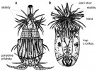 Zástupce korzetek (Loricifera).  Larva (A) se volně pohybuje pomocí  přívěsků na konci těla, dospělec (B)  žije přisedle. Během celého života má korzetka trup krytý chitinovou lorikou a okolo vztyčeného ústního kužele  věnce přívěsků zvaných skalidy. Upraveno podle různých zdrojů. Orig. M. Chumchalová