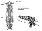 Vidlenky (Chaetonotida), jedna ze skupin břichobrvek (Gastrotricha).  Celé tělo kryjí destičky z kutikuly, které nesou trny. Pokožkové buňky na břišní straně mají bičíky, pomocí nichž se  živočich pohybuje na podkladu. Upraveno podle různých zdrojů. Orig. M. Chumchalová