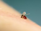 Samice flebotoma Phlebotomus argentipes, významného přenašeče viscerální leishmaniózy na Indickém poloostrově, sa­jící na lidském hostiteli. Foto J. Bulantová