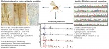 Možnosti využití jednoho jedince flebotoma (Phlebotominae) k různým metodám druhové identifikace. Orig. V. Dvořák