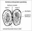 Fetální parabióza vede k imunologické toleranci. Blíže v textu. Všechny obr. laskavě poskytl syn Jiří Hašek; převzato z práce prasynovce M. Haška Michaela Havlíka (1998)