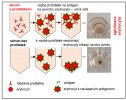 Nepřímá hemaglutinace (IHA). Horní řada znázorňuje tvorbu sítě  v přítomnosti protilátek, snímek vpravo  ukazuje výsledek reakce viditelný okem. V dolní řadě průběh reakce bez přítomnosti protilátek a fotografie výsledné viditelné pelety červených krvinek. Orig. E. Nohýnková