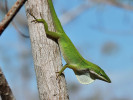 Anolis rudokrký (Anolis carolinensis) zachycený na větvi jak adhezivními lamelami na spodní straně prstů,  tak drápky na konci prstů. Jižní Florida, USA. Foto J. Moravec