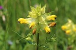 Kokrhel (Rhinanthus) je typickým zástupcem skupiny lamiids. Má nápadně srostlé korunní lístky. Foto M. Štech