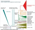 Schematický strom evoluce rostlin. Čísla v závorkách u suchozemských rostlin představují odhadovaný počet druhů. Originál M. Štech