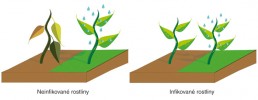 Infekce rostlin viry může prodloužit přežití rostlin při stresu ze sucha. Upraveno podle: M. J. Roossincková a E. R. Bazán (2017)