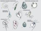 Přehled zástupců eukaryot s redukovanými mitochondriemi. Fakultativně anaerobní mitochondrie: A – škrkavka dětská (Ascaris lumbricoides), hlístice pa­razitující v lidských střevech; B – krásnoočko štíhlé (Euglena gracilis), sladkovodní sekundární řasa schopná žít fototrofně i bez světla, s kyslíkem i bez něj. Mitochondrie produkující vodík: C – Nyctothe­rus ovalis, nálevník žijící jako symbiont ve střevech švábů; D – Blastocystis hominis, střevní parazit člověka příbuzný rozsivkám a chaluhám, na snímku stadium zvané trofozoit s velkou vakuolou.  Redukovaná mitochondrie: E – Pygsuia  biforma, mořský měňavkovitý bičíkovec s panožkami připomínajícími štětiny. Hydrogenozomy: F – bičenka poševní (Trichomonas vagina­lis) způsobující trichomonózu; G – Neocallimastix frontalis, chytridiomyceta žijící jako symbiont v bachoru přežvýkavců. Mitozomy:  H – lamblie střevní (Giardia intestinalis),  lidský parazit způsobující průjmové onemocnění – giardiózu, její buňka má dvě jádra, čtyři páry bičíků a přední část tvoří přísavný disk, kterým se lamblie přichytává na stěnu střeva; I – měňavka úplavičná (Entamoeba histolytica) parazitující v lidských střevech může způsobovat životu nebezpečnou úplavici (dyzenterii);  J – hmyzomorka neboli nosema včelí (Nosema apis), mikrosporidie napadající včely, zde spora připravená k infekci hostitele. Zcela bez mitochondrie:  K – Monocercomonoides sp., oxymonáda žijící jako komenzál ve střevech činčily. Orig. A. Novák Vanclová