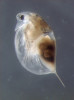 Hrotnatka Daphnia umbra je poměrně vzácným arktoalpínským druhem  perloočky. Nejvíce jejích populací  známe ze Skandinávie, jedinci na snímcích (tomto a následujícím) pocházejí ze severního Finska a z Norska, ale nalezeny byly i v arktických vodách Sibiře a Kanady a také v horském jezeře ve Střední Asii.  Míra pigmentace se liší nejen mezi  populacemi, ale také sezonně,  v závislosti na intenzitě ultrafialového záření pod hladinou. Zde samice  s ochrannou strukturou pro trvalá  vajíčka (dormantní embrya) zvanou  efipium. Foto A. Petrusek.