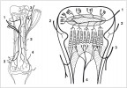 Vlevo cévní zásobení rostoucí (nahoře) a dospělé kosti (dole). 1 – arteria nutricia, 2 – periostální cévy, 3 – arteriae epiphysariae, 4 – arteria metaphysaria. Vpravo cévní zásobení epifýzy, fýzy a metafýzy. 1 – arteriae epiphysariae, 2 – cévy Ranvierova zářezu, 3 – arteriae metaphysariae, 4 – větev arteria nutricia. Převzato se souhlasem ze Základů klinické anatomie pohybového aparátu (Bartoníček a Heřt, Maxdorf 2004)