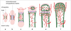Chondrální osteogeneze. Schéma sledu stadií od chrupavčitého modelu až po vyrostlou kost (a–f). Chrupavčitý model s perichondrální kostní manžetou (a). Mineralizace chrupavkové matrix  uprostřed diafýzy (b). Cévy vnikly do diafýzy (c), vznikla primární dřeňová dutina; endochondrální osifikace již proximálně a distálně vedla ke vzniku primární spongiózy (houbovité kostní dřeně).  Epifýza je ještě chrupavčitá, s krevními cévami. Osifikace v diafýze pokročila  proximálně i distálně (d) a začala již v proximální epifýze. Tento stav zhruba odpovídá stavu holenní kosti (tibii)  člověka krátce po narození. Mezi epifýzou a diafýzou je zřetelně ohraničená chrupavčitá růstová ploténka (e). To odpovídá stavu tibie člověka až do ukončení růstu. Výřez v rámečku ukazuje podrobněji levé schéma na obr. 3. Kost po dokončení  růstu (f), chrupavčitá růstová ploténka  vymizela – růstová štěrbina je uzavřená. Kreslila R. Bošková