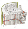 Kostní tkáň se vyskytuje ve formě kompaktní a trámčité kosti. Kompaktní kost tvoří povrch a je tvořena lamelami. Povrchové lamely jsou uspořádány  paralelně, většina lamel je však uspořádána koncentricky v Haversův systém (osteon), v němž lamely obklopují  centrální (Haversův) kanálek s cévami a nervy. Mezi osteony jsou zbytky lamel starších osteonů. Vnitřek kosti je vyplněn trámčitou kostí. 1 – periost (okostice),  2 – periostální cévy, 3 – kompaktní kost, 4 – osteon tvořený koncentrickými  lamelami, 5 – cévy v Haversově kanálku uvnitř osteonu, 6 – houbovitá kost.  Podle: M. Grim a kol. Základy anatomie 1. Obecná anatomie a pohybový systém (Galén, Praha 2019),  použito s laskavým svolením