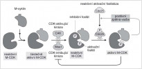 Složitá regulace aktivity CDK, která v plně aktivním stavu zajišťuje vstup buňky do další fáze buněčného dělení, v tomto případě mitózy (M ve zkratce cyklinu a CDK je odvozeno právě od této fáze buněčného cyklu). Blíže v textu. Orig. R. Bošková, upraveno podle  B. Albertse a kol. (Molecular Biology  of the Cell, 2002)