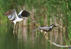 Kvakoš noční (Nycticorax nycticorax) v současnosti na Nadějské soustavě sice již nehnízdí, pravidelně zde ale loví. Foto J. Ševčík