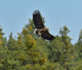 Orel mořský (Haliaeetus albicilla) je skutečným symbolem Třeboňska,  mimo jiné proto, že poprvé znovu u nás  zahnízdil právě v této oblasti. Foto J. Ševčík