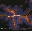 Střevní symbiózy včel. Průřez střevem včely medonosné (Apis mellifera) se symbio­tickými bakteriemi zobrazenými pomocí fluorescenční hybridizace in situ (FISH). Modře – jádra střevních buněk včely,  červeně – střevní bakterie Snodgrasella alvi, bíle – střevní bakterie z rodu Lactobacillus. Foto W. Kwong  (s laskavým svolením autora)